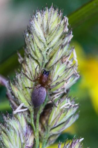 Clubiona sp.